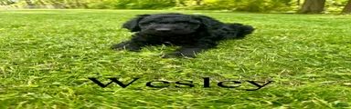 Wesley- Standard F1B