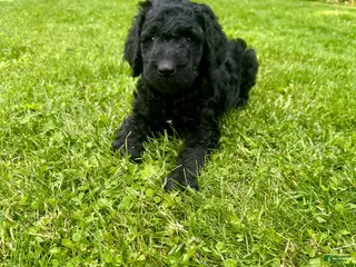 Goldendoodle dogs for sale: Wesley- Standard F1B - Ad 1
