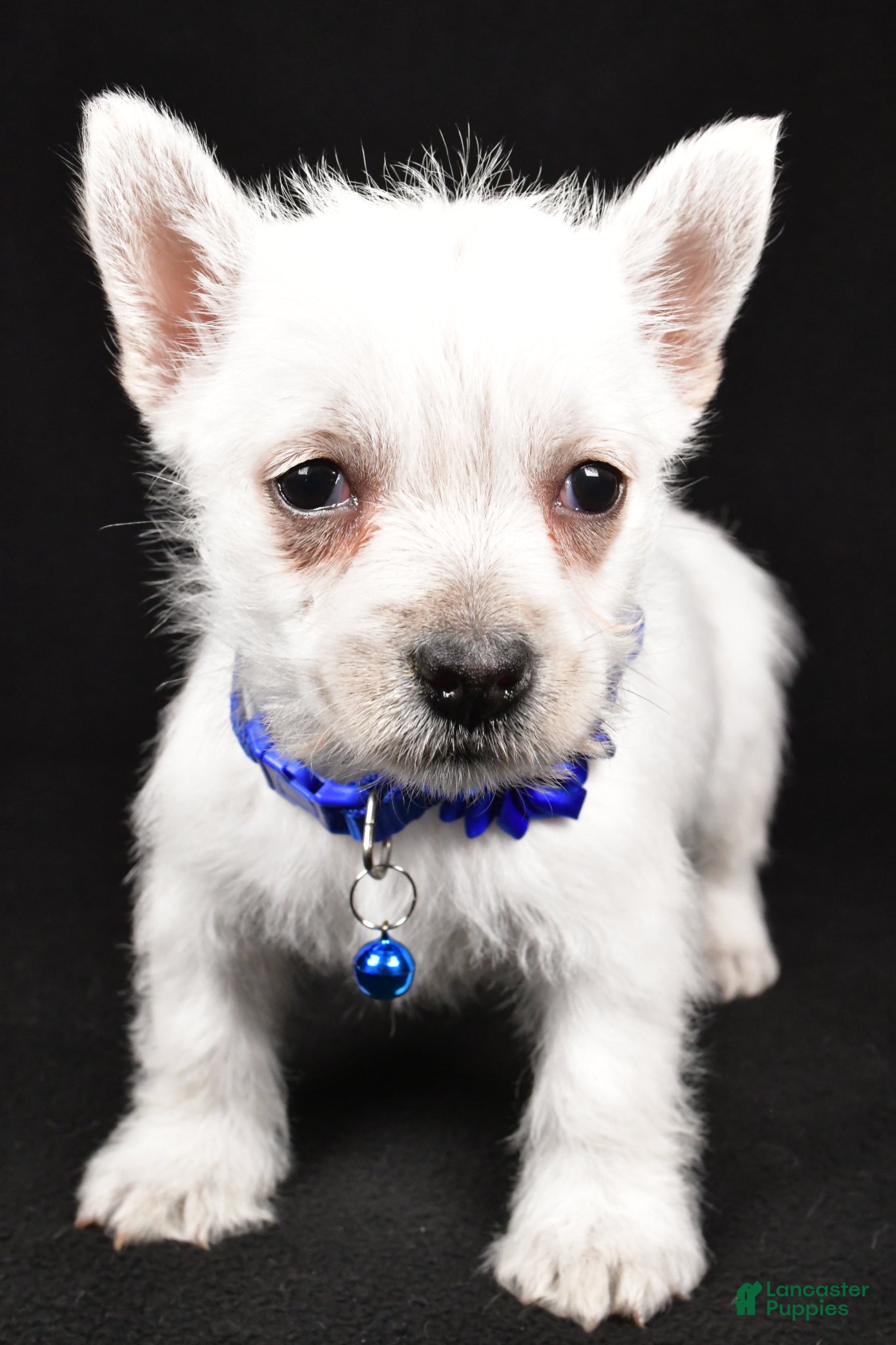 West Highland Terrier dogs Amy - Ad 2