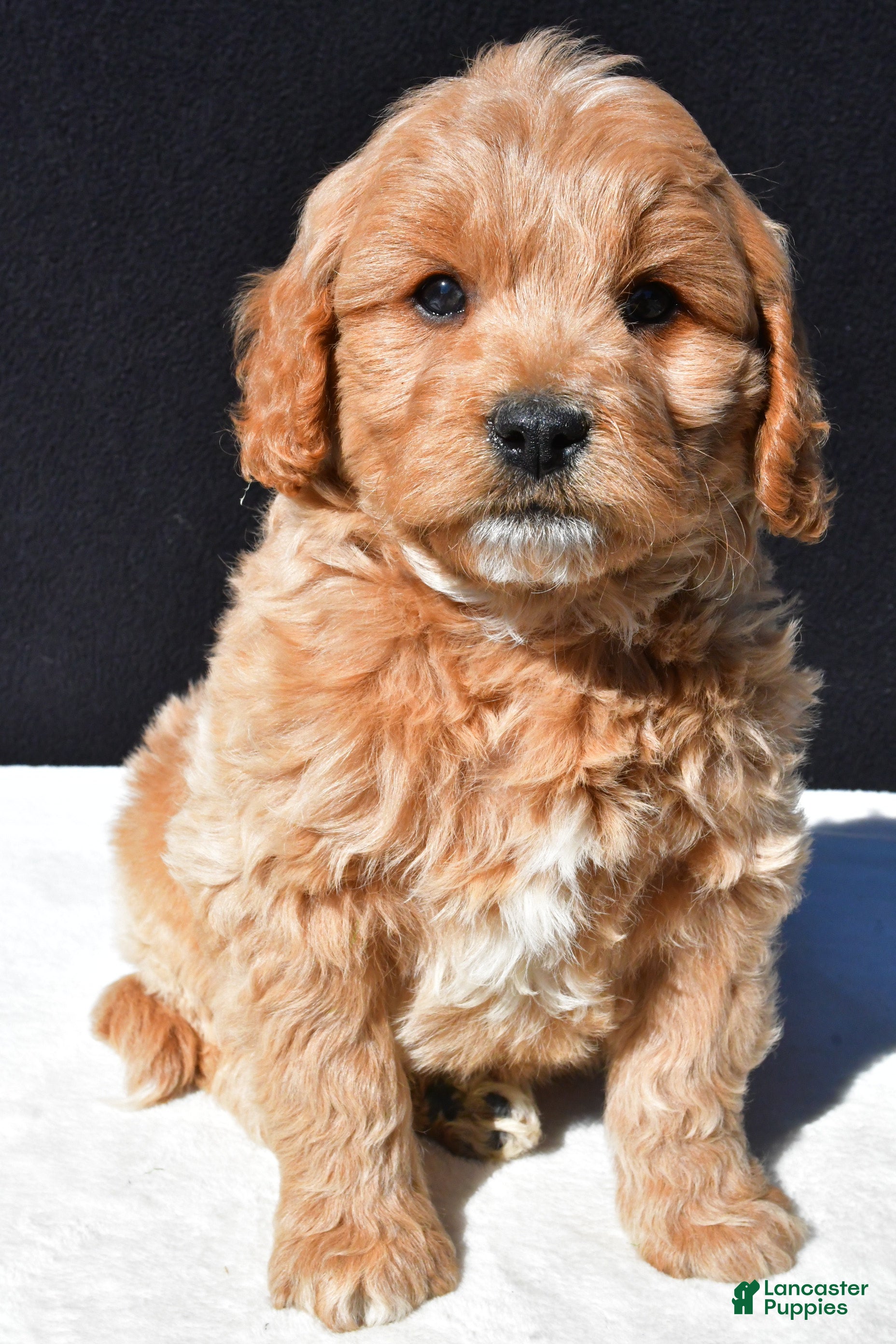 Mini Goldendoodle dogs Cooper - Ad 2
