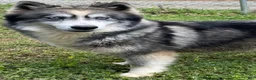 Siberian Husky dogs for sale: RISA - Ad 31
