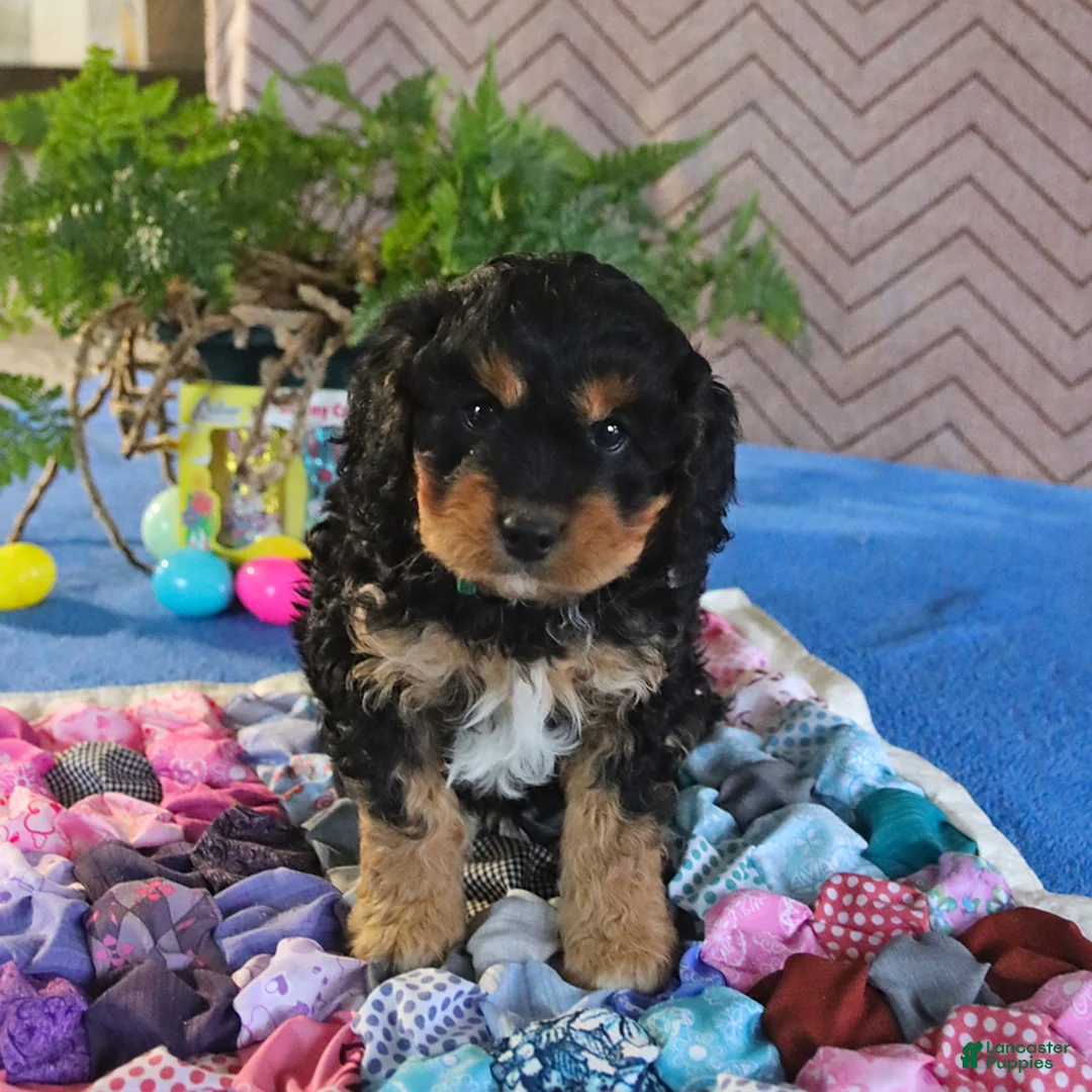 Cavapoo dogs for sale: Scout - Ad 5