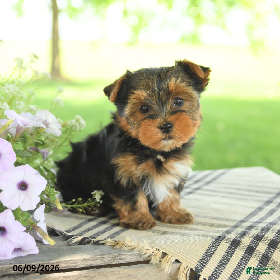 Yorkshire Terrier dogs Hope - Ad 1