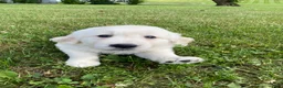 Golden Retriever dogs for sale: Dewey - Ad 4