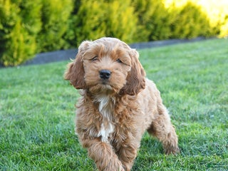 Cockapoo dogs - Ad 16