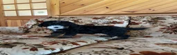 Mini Bernedoodle dogs for sale: Mini Bernedoodle Puppy 5 - Ad 2