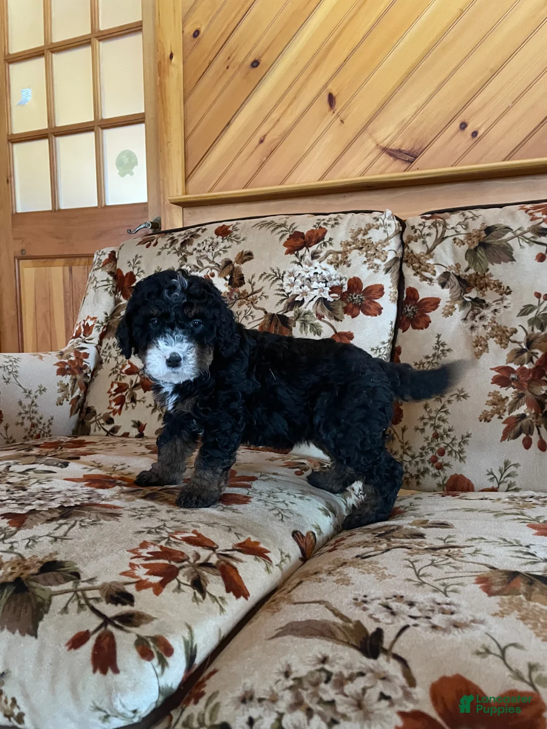 Mini Bernedoodle dogs for sale: Mini Bernedoodle Puppy 5 - Ad 2