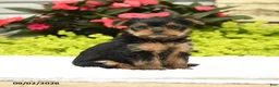 Yorkshire Terrier dogs for sale: Julio - Ad 1