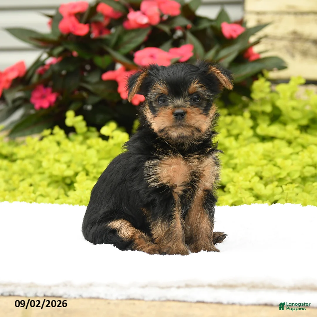 Yorkshire Terrier dogs for sale: Julio - Ad 1