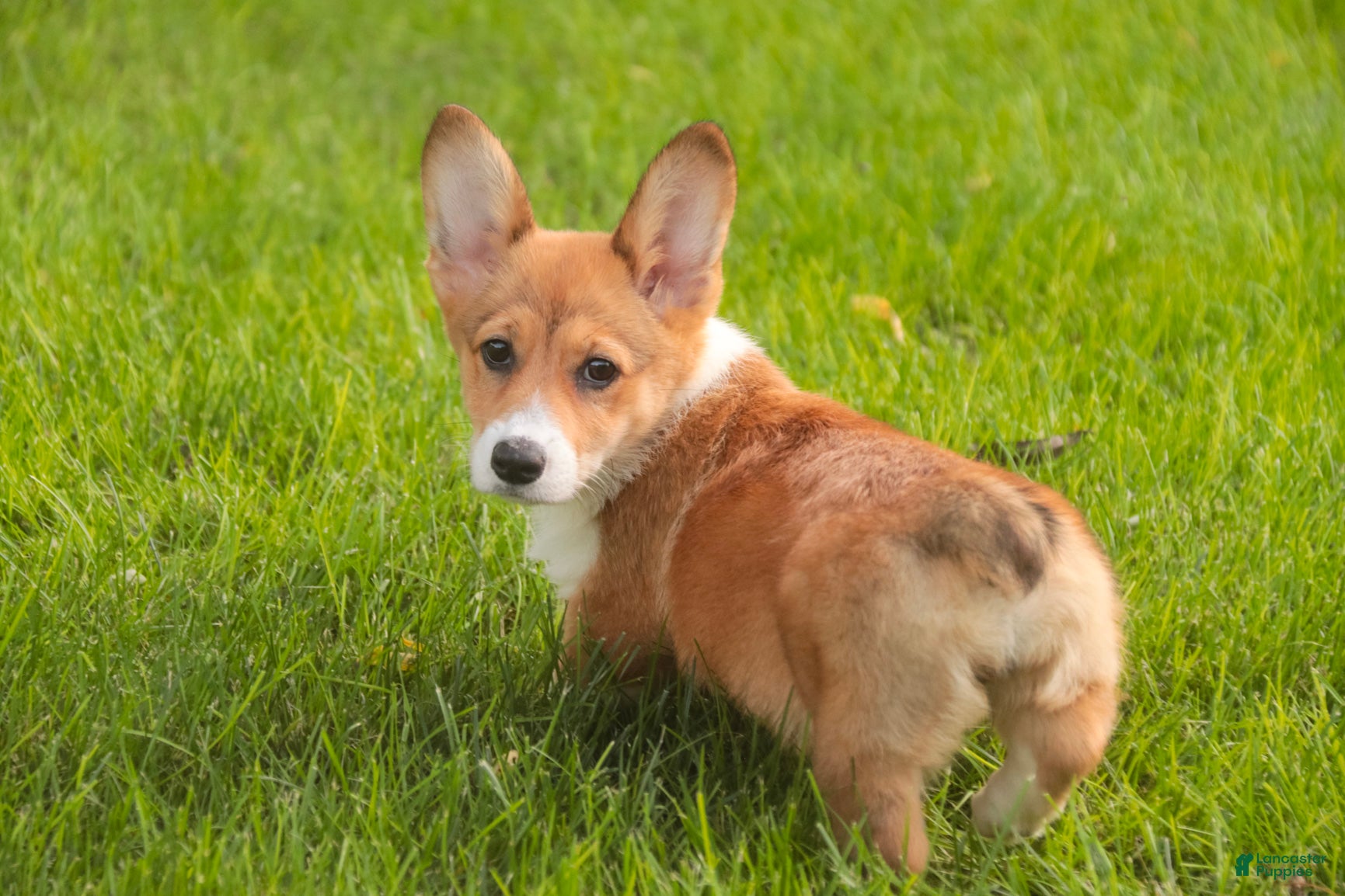 Welsh Corgi Pembroke dogs Trix Welsh Corgi Pembroke  - Ad 2