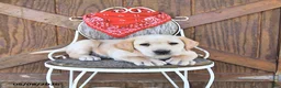 Labrador Retriever dogs for sale: Sheridan - Ad 3