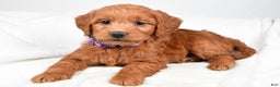 Mini Goldendoodle dogs for sale: Barb - Ad 6