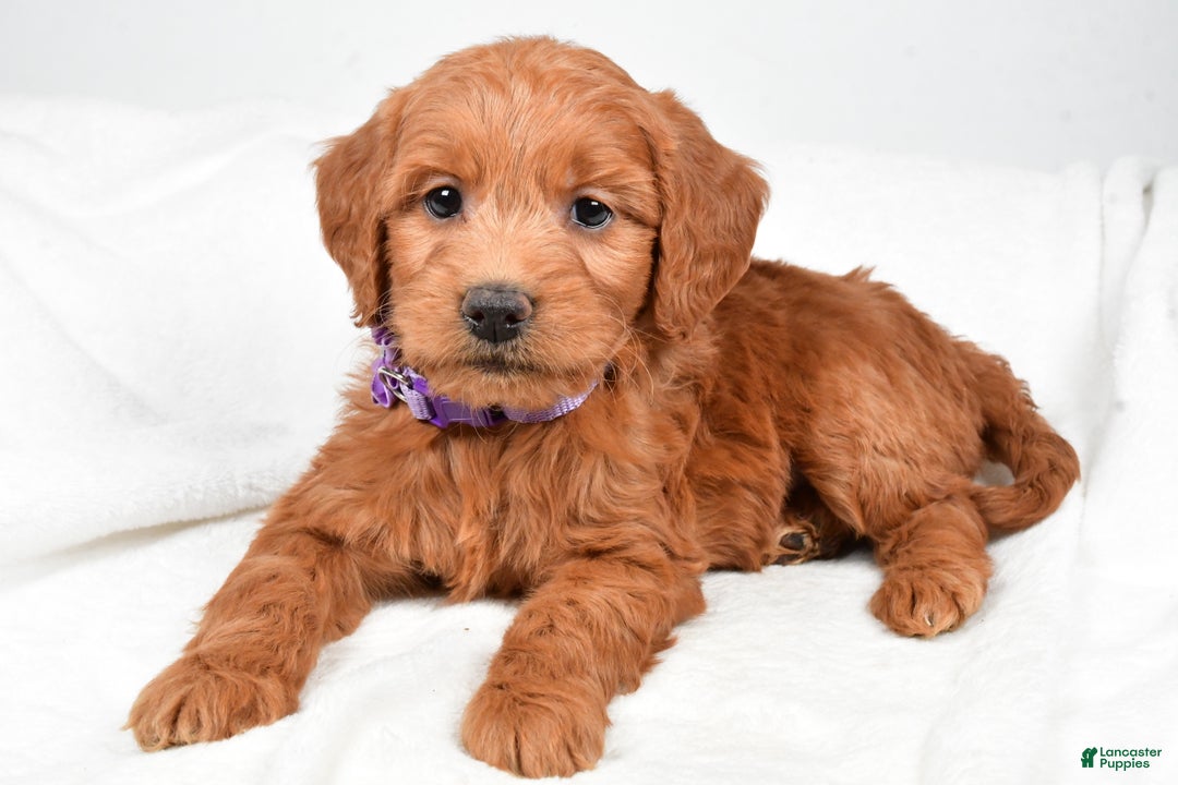 Mini Goldendoodle dogs for sale: Barb - Ad 6