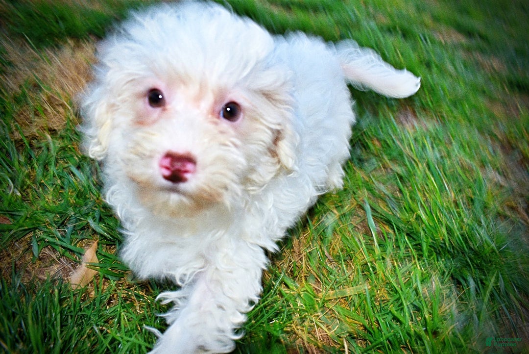 Havapoo dogs for sale: Queenie - Ad 19