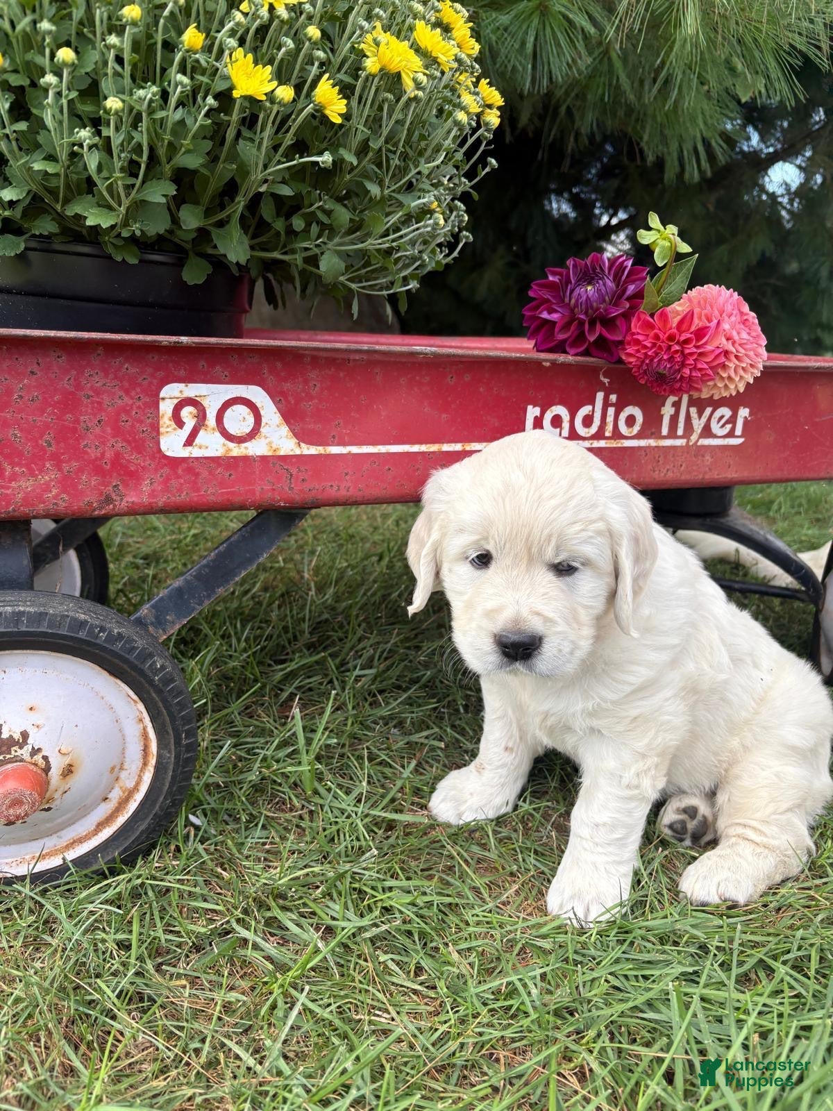 Golden Retriever dogs Dahlia - Ad 2