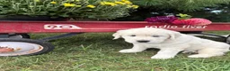 Golden Retriever dogs for sale: Dahlia - Ad 2