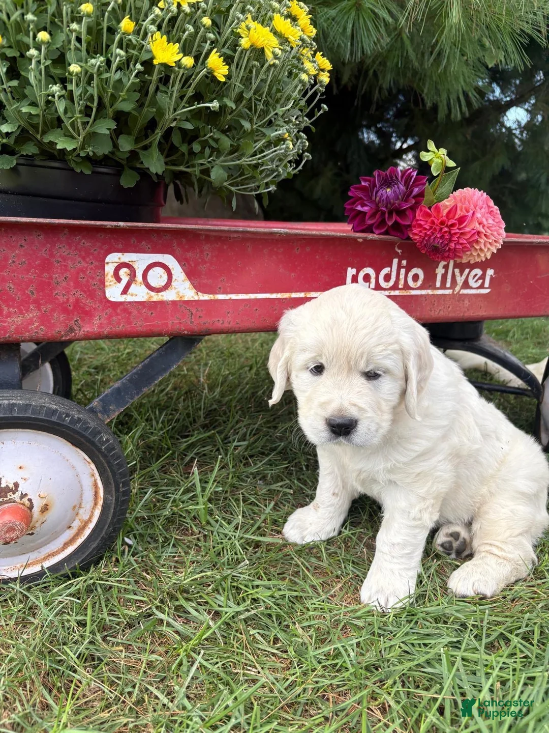 Golden Retriever dogs for sale: Dahlia - Ad 2