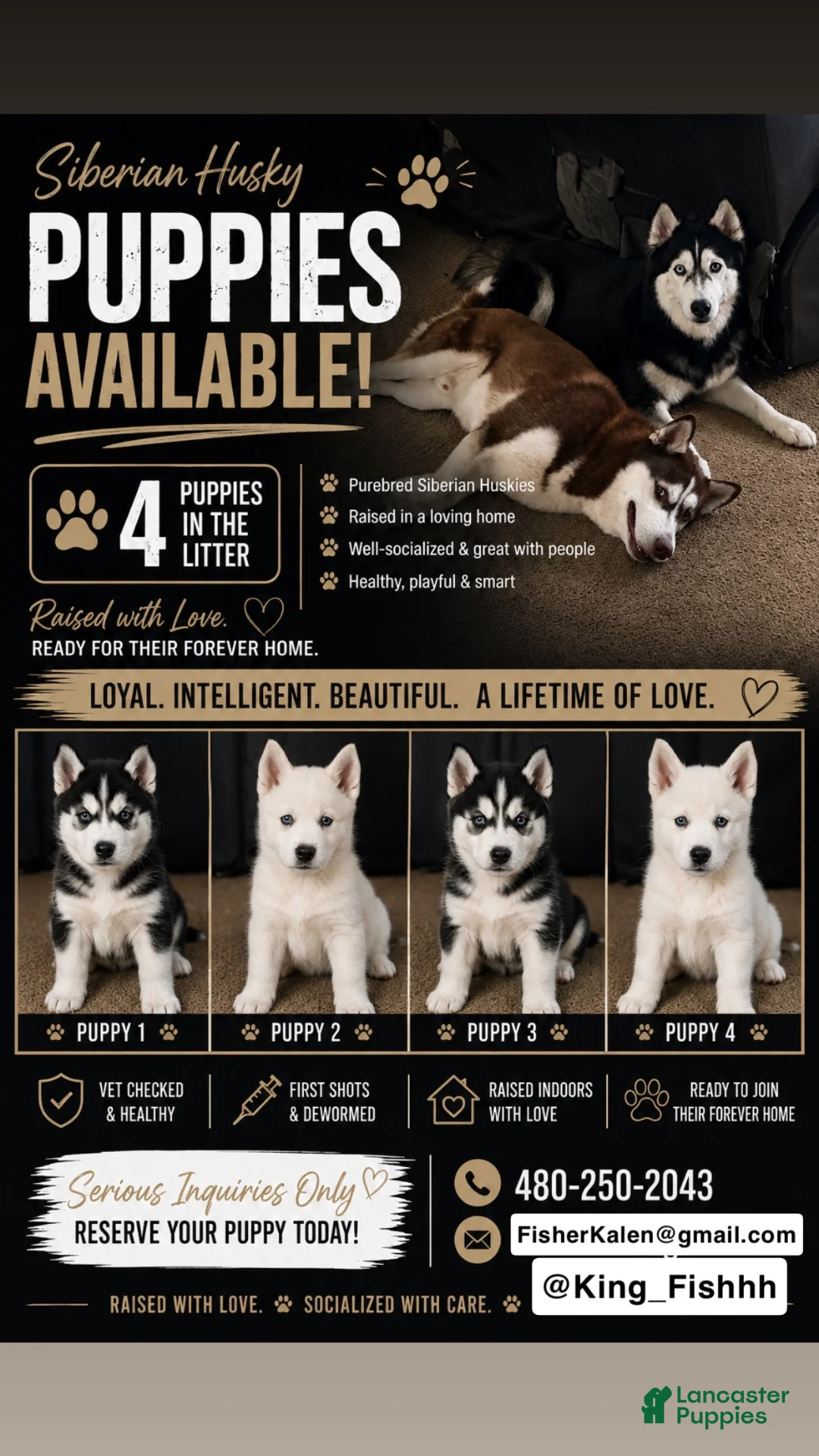 Siberian Husky dogs for sale: Siberian Husky 1 - Ad 3