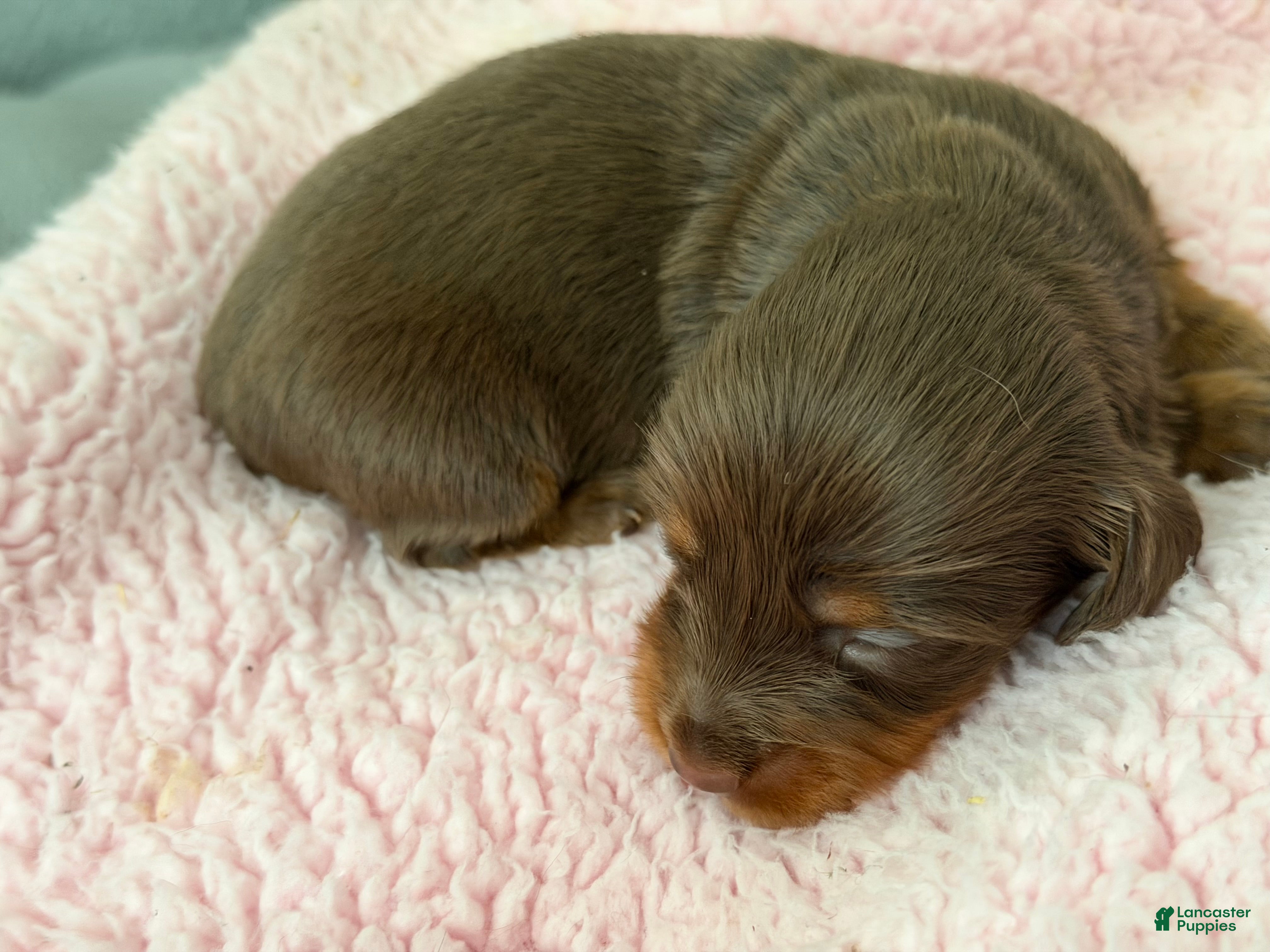 Miniature Dachshund dogs Champion bred long coat female - Ad 17