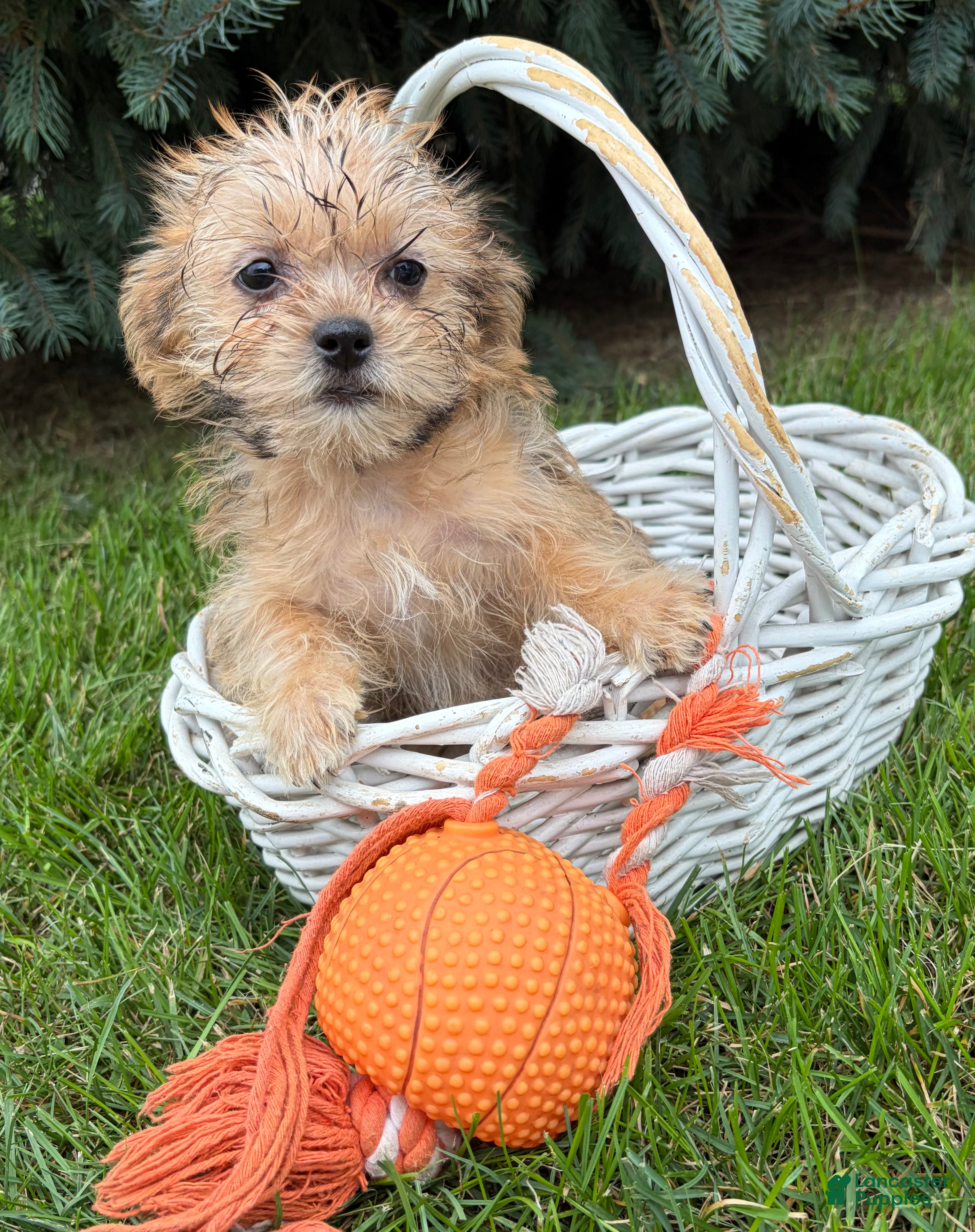 Shorkie dogs Albert - Ad 1