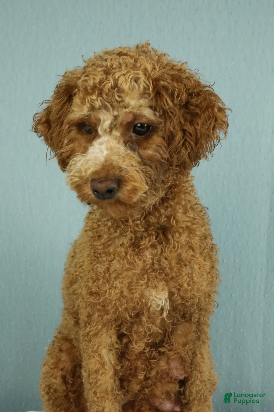 Cavapoo dogs for sale: Toffee 🧁 - Ad 5