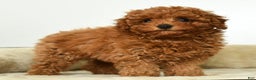 Miniature Poodle dogs for sale: Tigger - Ad 4