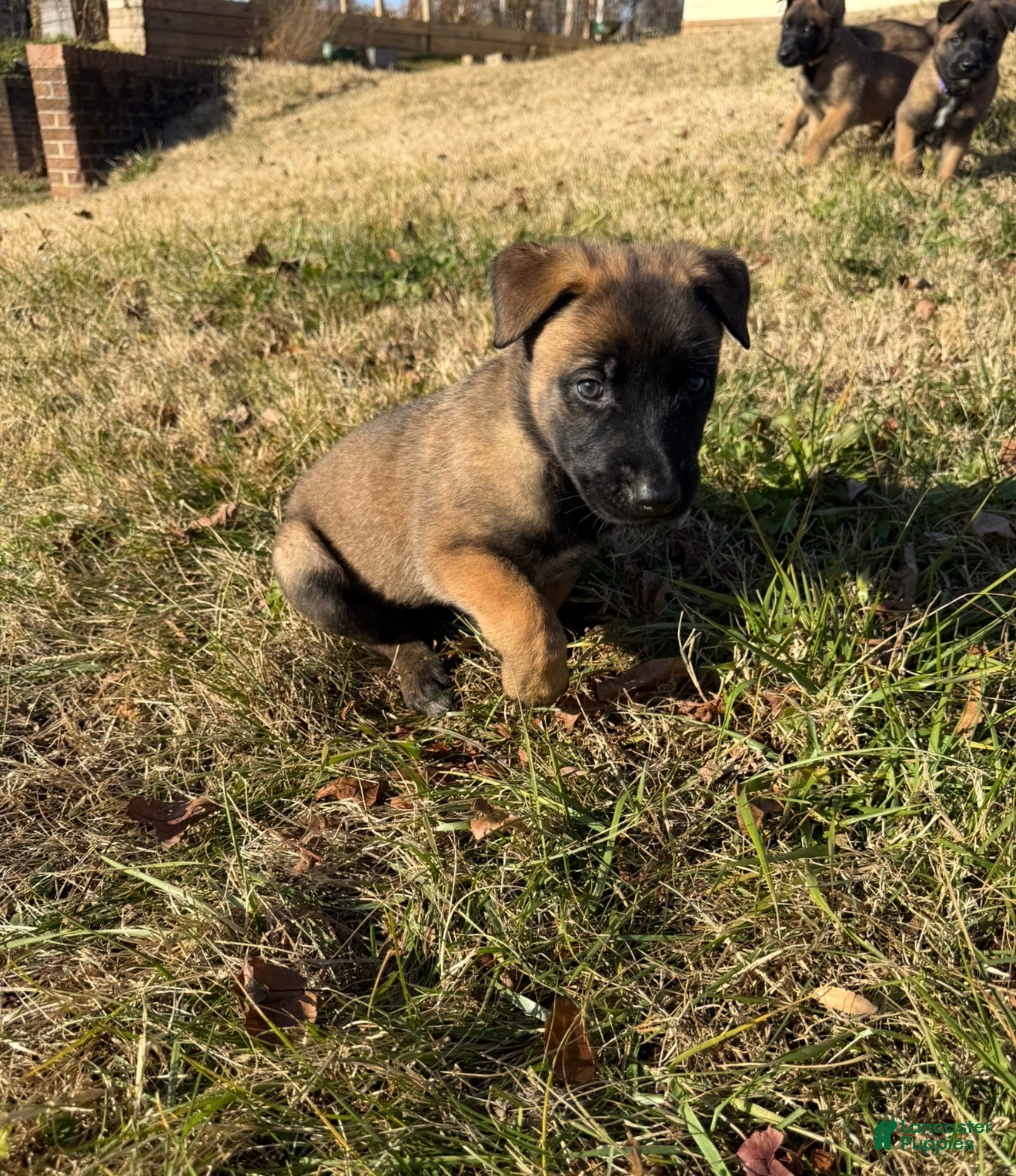 Belgian Malinois dogs Belgian Malinois Puppy 8 - Ad 2