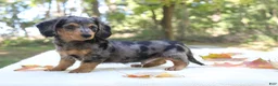 Miniature Dachshund dogs for sale: Skylar - Ad 5