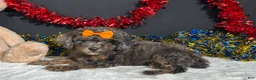 Miniature Poodle dogs for sale: Pluto - Ad 7