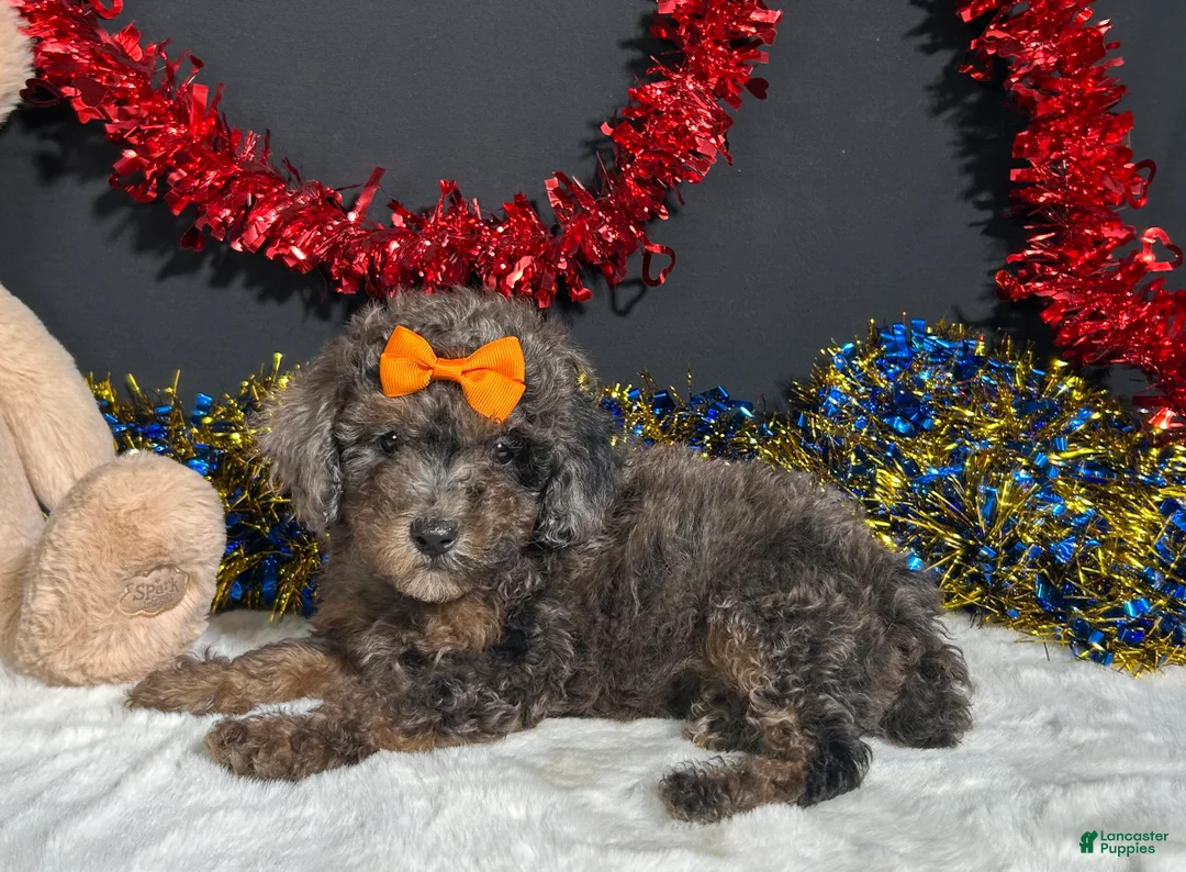 Miniature Poodle dogs for sale: Pluto - Ad 7