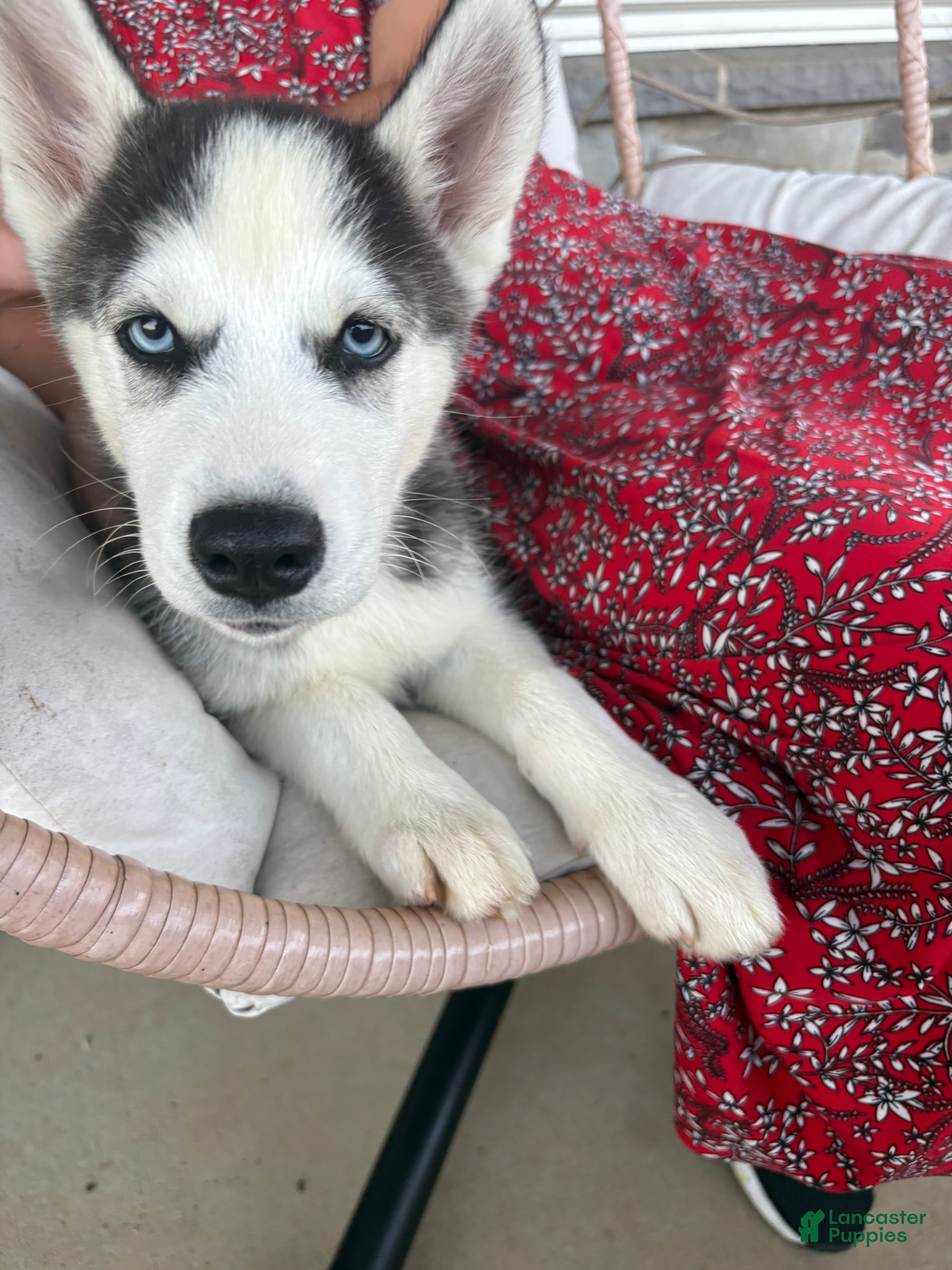 Siberian Husky dogs Boomer - Ad 2