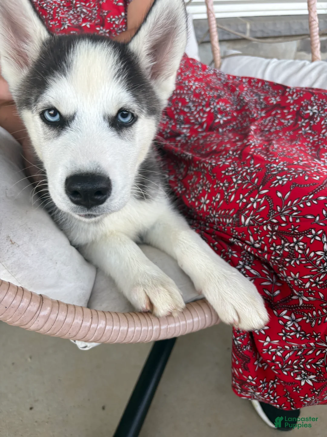 Siberian Husky dogs for sale: Boomer - Ad 2