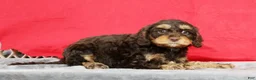 Cavapoo dogs for sale: Daphne - Ad 4