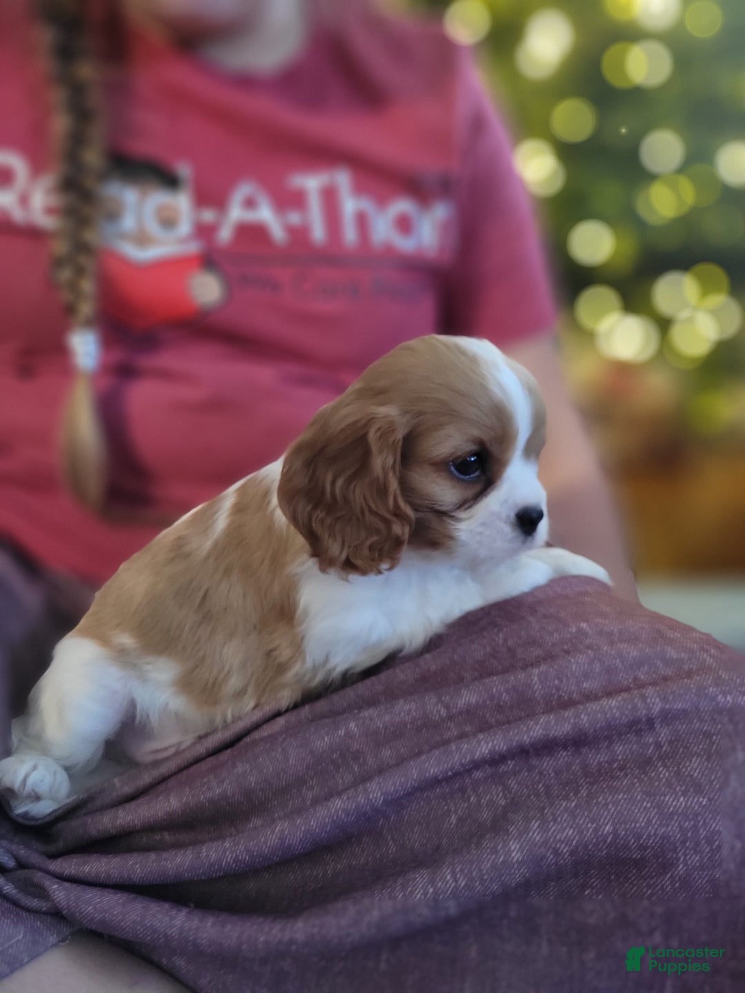 Cavalier King Charles Spaniel dogs for sale: Carson - Ad 4
