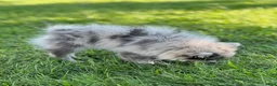 Pomeranian dogs for sale: Bluey - Ad 8