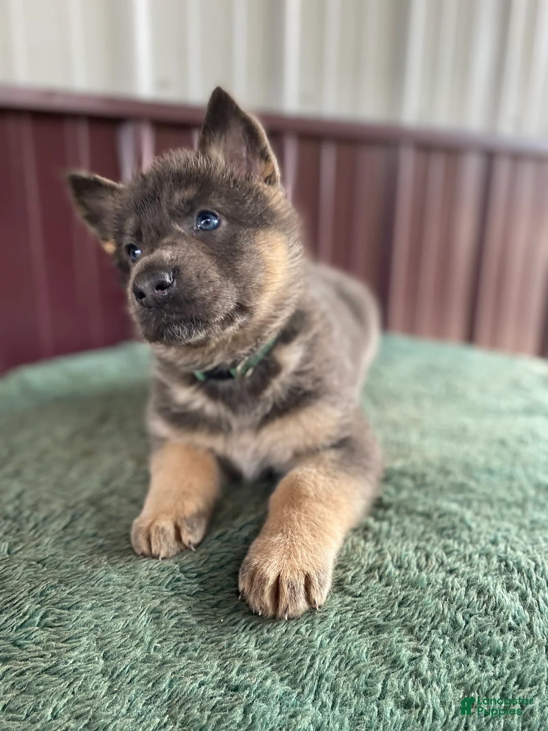 German Shepherd dogs for sale: German Shepherd Puppy 5 Bella - Ad 1