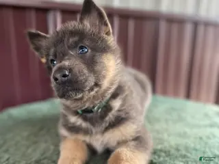 German Shepherd dogs German Shepherd Puppy 5 Bella - Ad 27