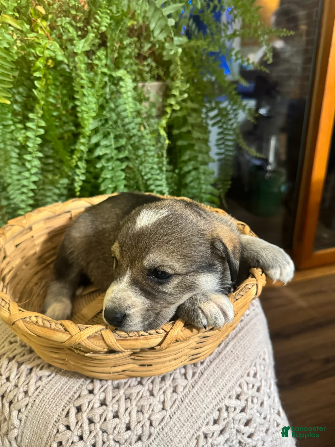 Mixed Breed dogs for sale: Sweetheart - Ad 11