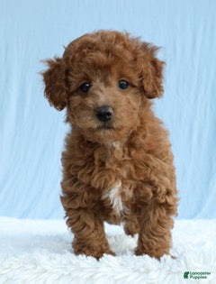 Toy Poodle dogs Waffles 🧇  - Ad 2