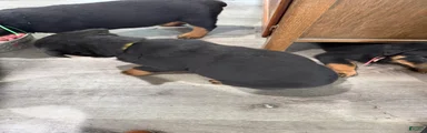 Rottweiler Puppy 1
