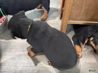 Rottweiler dogs for sale: Rottweiler Puppy 1 - Ad 4