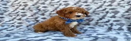 Cavapoo dogs for sale: Astor - Ad 6