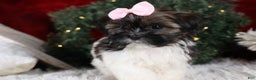 Shih Tzu dogs for sale: Penny - Ad 8