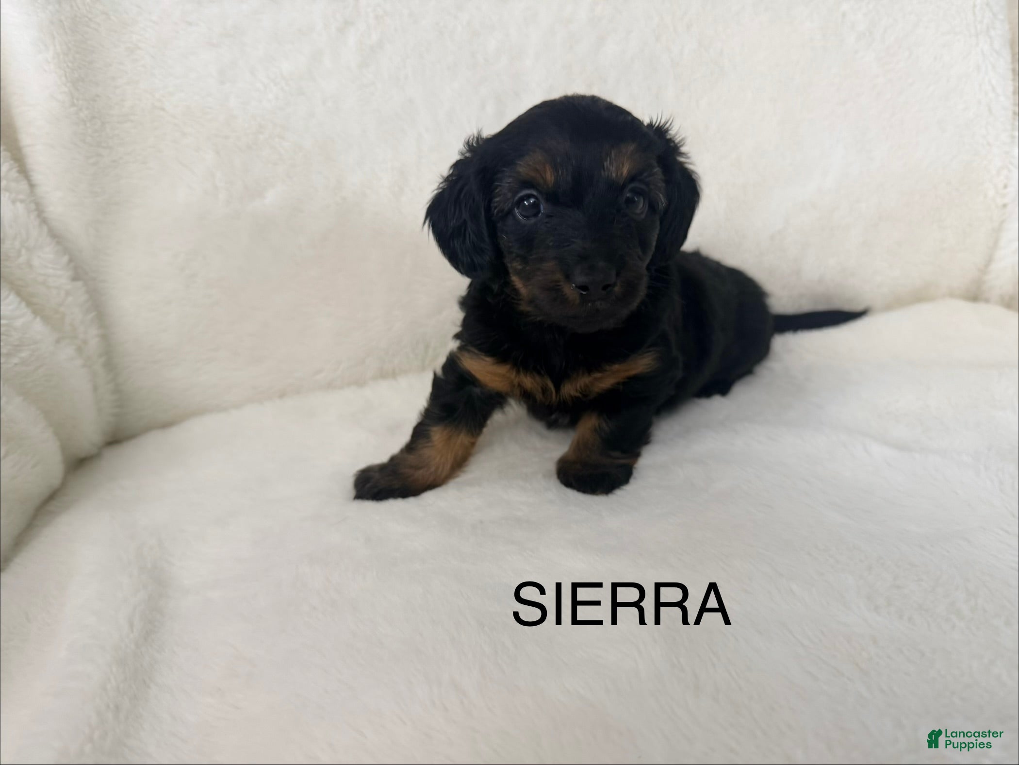 Dorkie dogs Sierra - Ad 1