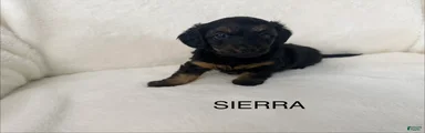 Sierra