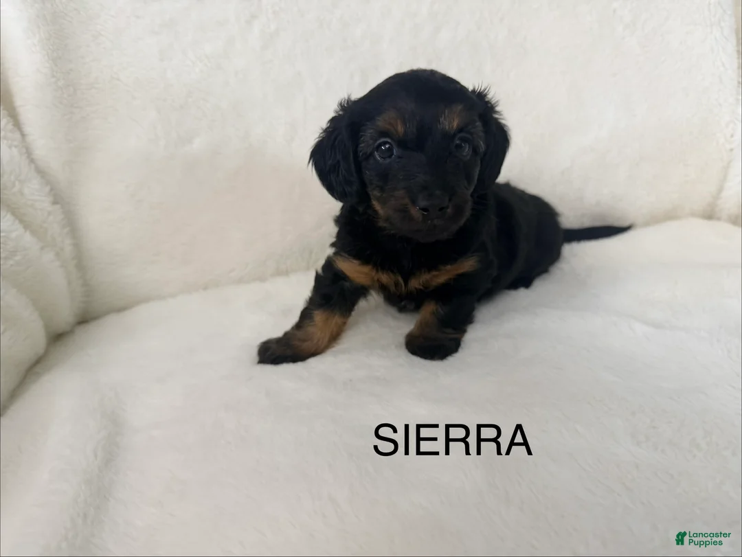 Dorkie dogs for sale: Sierra - Ad 1