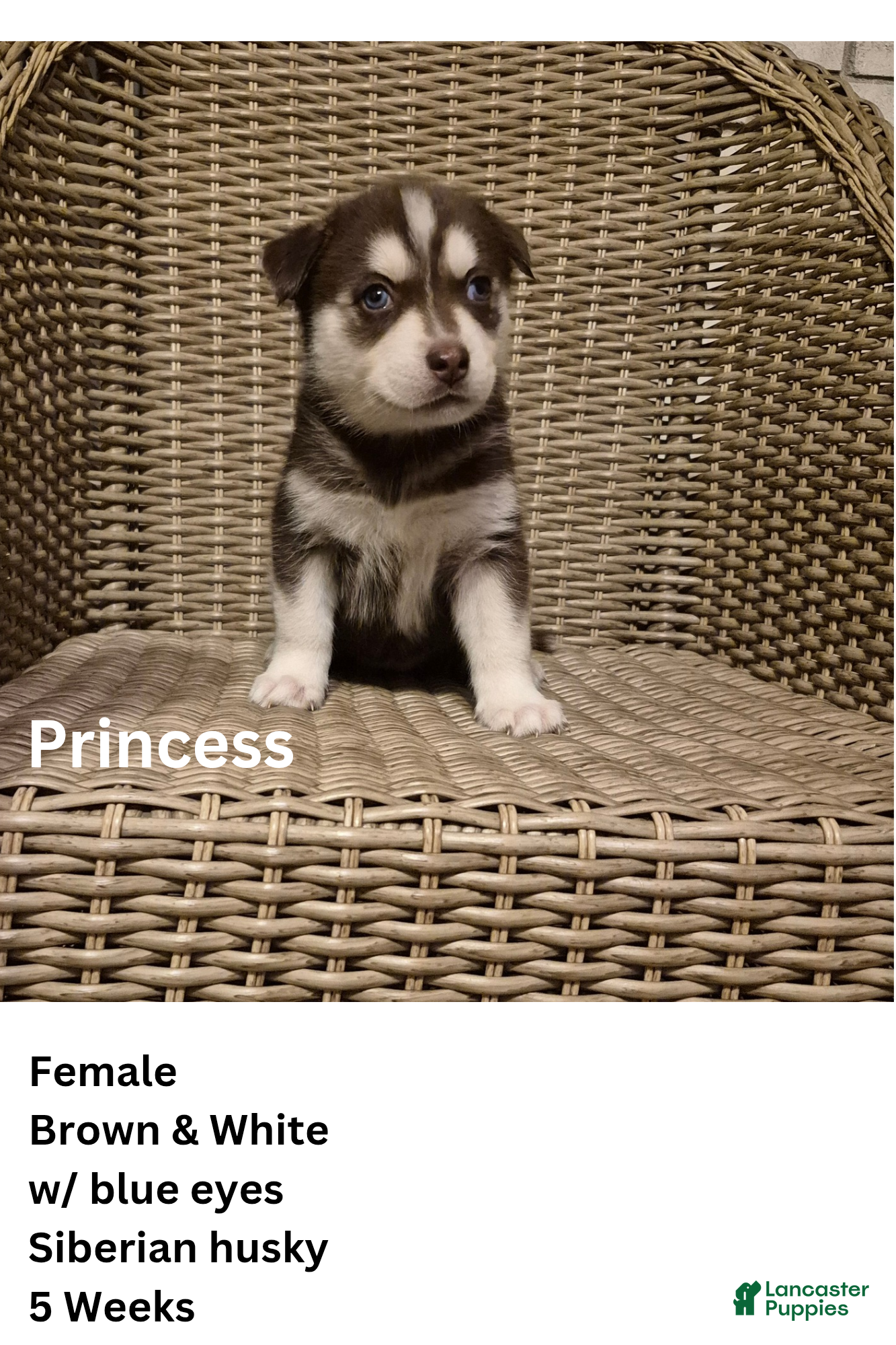 Siberian Husky dogs Princess  - Ad 9