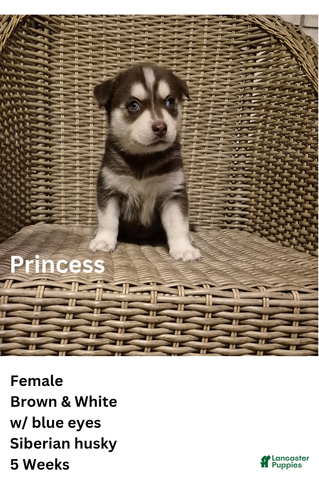 Siberian Husky dogs for sale: Princess  - Ad 1