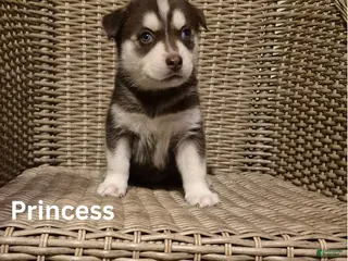 Siberian Husky dogs Princess - Ad 9