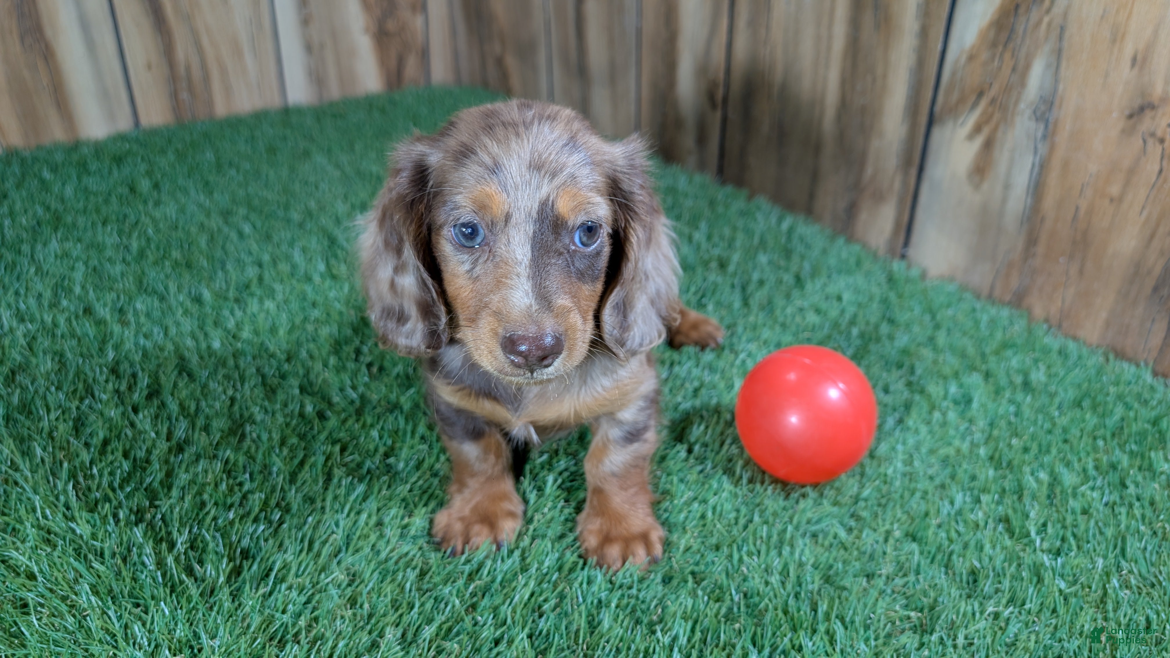 Miniature Dachshund dogs Sweetie Boy 2 - Ad 2